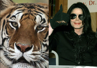 Thriller, Michael Jackson's tiger (via mirror.co.uk); Jackson (Getty Images)